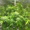 Chocolate Skunk Seeds - Cannabis Strain Seeds for Sale