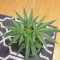 Runtz Gum Seeds - Cannabis Strain Seeds for Sale