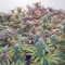 Cookies Gelato Seeds (Royal Queen Seeds) - Cannabis Strain Seeds for Sale