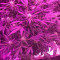 Amnesia Autoflower จาก Seedstockers