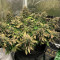 Sementes Feminizadas Monster Bruce Banner Auto