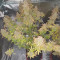 Buy Wedding Cake Auto feminized seeds by Barney's Farm