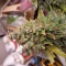Vente de graines de cannabis Purple Lemonade Auto (Fast Buds)