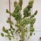 ขายเมล็ดพันธุ์ Sour Jealousy Auto