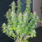 Buy Pineapple Chunk feminized seeds by Barney's Farm
