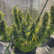 Malawi Seeds - Cannabis Strain Seeds for Sale