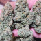 Vente de graines de cannabis White Widow (Dutch Passion)