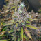 Green Crack Seeds (Garden of Green) - Cannabis Strain Seeds for Sale