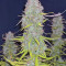 Mexican Airlines Auto (Fast Buds)