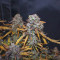 Lemon AK Seeds
