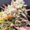 Mimosa x Orange Punch Seeds (Barneys Farm)