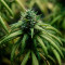 Super Skunk Seeds (Seedstockers) - Cannabis Strain Seeds for Sale