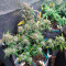 Auto Night Queen Seeds