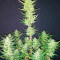 Original Auto Cheese Seeds - Cannabis Strain Seeds for Sale