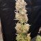 Venta de Auto Ultimate (Dutch Passion) | Semillas de marihuana feminizadas