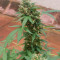 Auto Pineapple Glue feminized seeds for sale: information and reviews