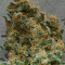 Compre sementes feminizadas de Strawberry Cough da Dutch Passion