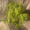 Achetez des graines féminisées Mimosa Shot par Herbies Seedbank