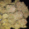 Gelato Seeds - Cannabis Strain Seeds for Sale