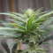 Mimosa EVO Seeds (Barney’s Farm) - Cannabis Strain Seeds for Sale