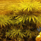 Critical Kush Seeds (Barney's Farm)
