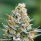 Semi di Amnesia Haze XL femminizzati
