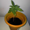 Amnesia Mac Ganja (Kera Seeds)