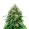 Auto White Widow XXL feminized seeds
