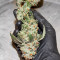 Blue Gelato 41