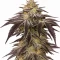 Frozen Biscotti Seeds (Dutch Passion)