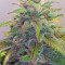 GG#4 Original Glue Auto feminizadas (Auto Seeds)