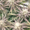 Grandaddy Purple feminized seeds (Big Head Seeds)