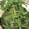 Grandmommy Purple Seeds (Herbies Seeds)