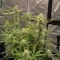 Green Gelato Automatic Seeds (Royal Queen Seeds)