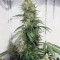 Northern Haze Express Auto (Positronics Seeds)