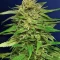 Sementes Feminizadas de Pineapple Muffin Autoflower (Humboldt Seed Company)