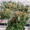 Pure Power Plant Automatic Seeds