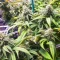 Semi Femminizzati Section 781 Autoflowering (Blimburn x Herbies)