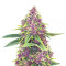 Graines de cannabis Shiva Blue regular (Xtreme Seeds)