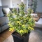 Super Sour Diesel Seeds
