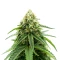 Graines de cannabis Sweet Critical CBD (00 Seeds)