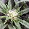 Graines de cannabis THC Bomb (Bomb Seeds)