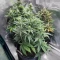 White Widow x White Fire OG Autoflower Feminized Seeds (Seedkeepers)