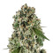 Tahoe Cure (Pyramid Seeds)