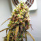West Coast O.G. Auto Seeds