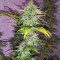 WiFi Kush Feminized Seeds (AlphaFem Seeds)