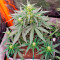 Chemdog Autoflower (Herbies Seeds)