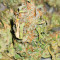 Blueberry Fast Version (Herbies Seeds)
