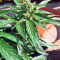BCN Power Plant Seeds