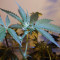 Brain Cake feminized seeds
